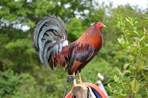 limber matting for gamefowl|Selecting the Ideal Gamefowl Body Conformation.